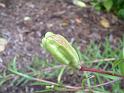 Lilium seed pod